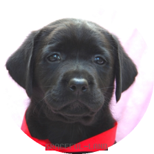 英国ラブラドールの子犬